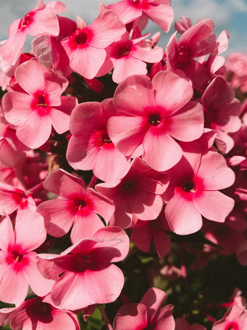 Rosenpelargonie - Ätherisches Öl