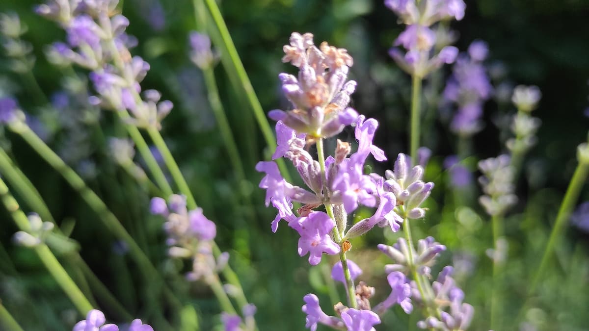 Blühender Lavendel im Feld