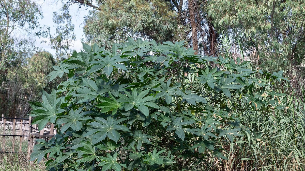 Rizinuspflanze (Ricinus communis)