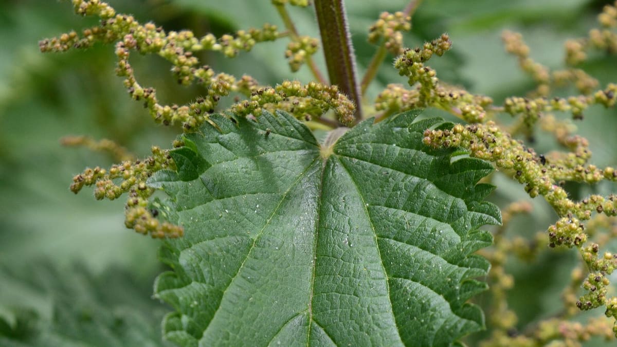 Frische Brennnesselblätter
